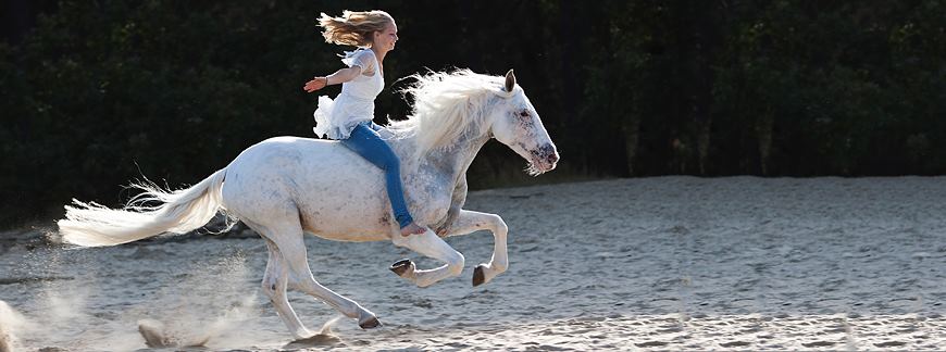 horse on a beach